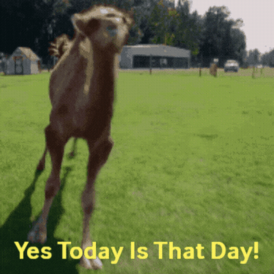 Camel Standing In Field Saying Yes Today Is That Day GIF