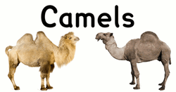 Camel Types Bactrian Dromedary