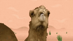 Camel Walk Funny Animation