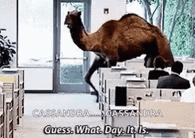 Camel Walking Through Office Saying Guess What Day It Is GIF