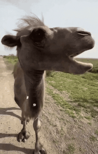 Camel Walking With Mouth Open GIF