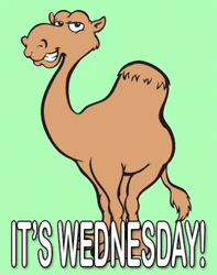 Camel Wink It's Wednesday