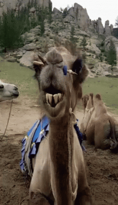 Camel With Blue Ribbon Smiling GIF