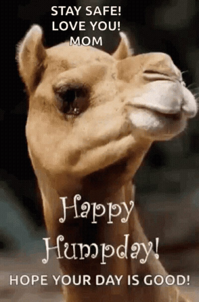 Camel With Happy Humpday Message GIF