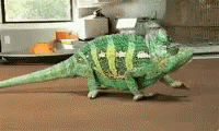 Cameleon In Flashing Colors GIF