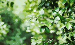 Camellia Virgin Olive Oil GIF