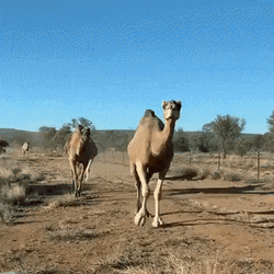 Camels In African Savanna GIF
