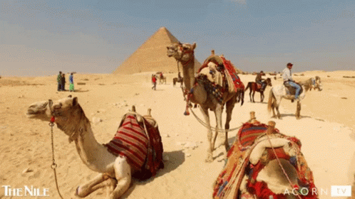 Camels In Desert Near Nile GIF