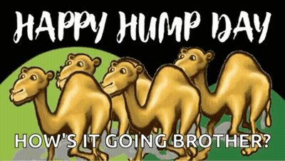 Camels Standing Together Happy Hump Day Poster GIF