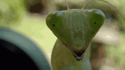 Camera Eye Focus Grasshopper GIF