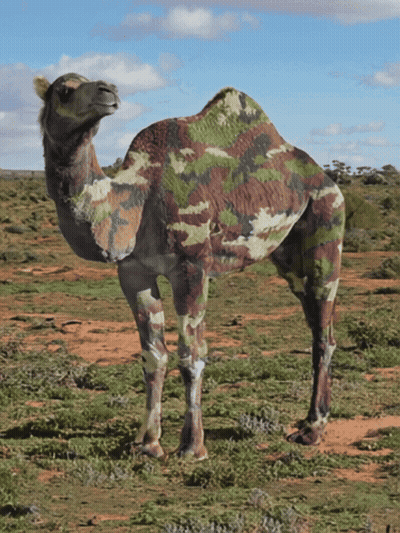 Camouflage Camel GIF