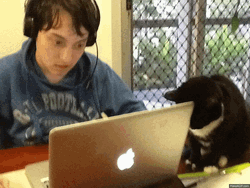 Can Disturb Man Working Laptop GIF
