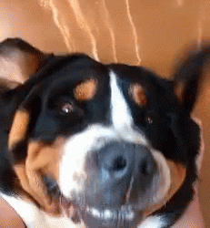 Can I Get An Amen For This Dog Helped Me Feel Better GIF