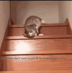 Can Lazy To Come Down GIF
