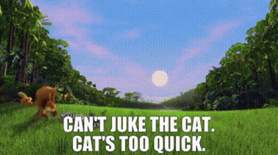 Can't Juke The Cat Cat's Too Quick GIF