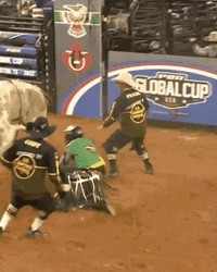 Canadian Bull And The Athletes GIF