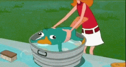 Candace Flynn Putting Perry The Platypus In Tub GIF