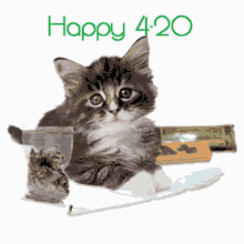 Cannabis Culture Cat Happy 420 Celebration GIF