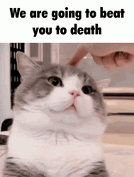 Caption Meme Cute Cat GIF