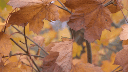Capture Fall Leaf Slow Motion GIF