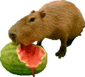 Capybara Capybara Watermellon Sticker GIF