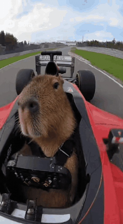 Capybara Driving Red Race Car GIF
