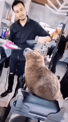 Capybara Getting A Haircut GIF