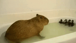 Capybara Meme Avoiding Ducks GIF