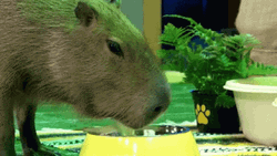Capybara Meme Enjoys Food GIF
