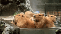 Capybara Meme Family Bath Time GIF