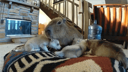 Capybara Meme Playing With Dogs GIF