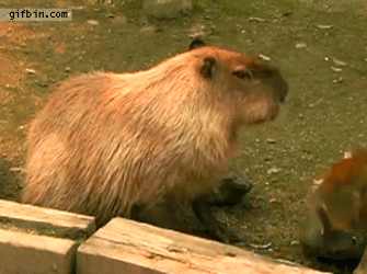 Capybara Monkey Nose Punch GIF