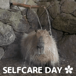 Capybara Self Care Day GIF