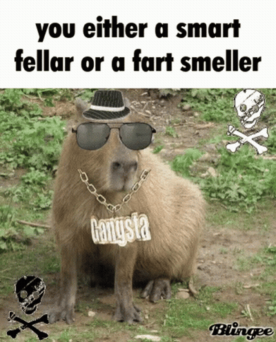 Capybara Wearing Hat Sunglasses And Gangsta Chain GIF