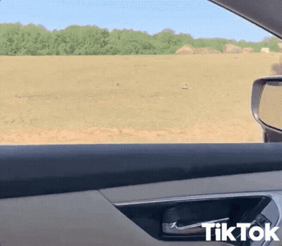Car Door With TikTok GIF