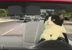 Car Driving Bicolor Cat GIF