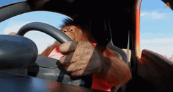 Car Driving By Orangutan GIF