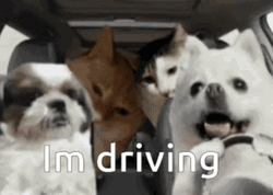 Car Driving Dog With Friends GIF