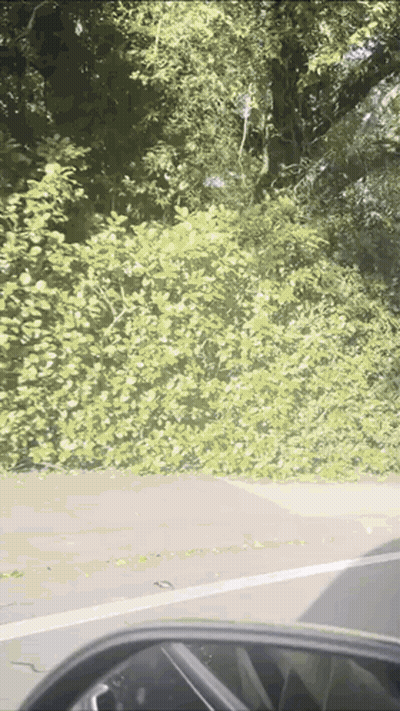 Car Driving Down Road With Trees GIF