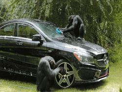 Car Wash Monkeys GIF