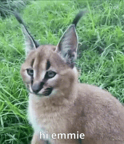 Caracal Kitten Sitting In Grass Looking At Camera GIF