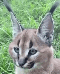 Caracal Moving Its Ears GIF