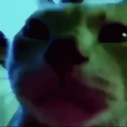 Caramelldansen Cat Face GIF