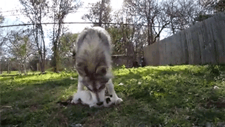 Caring Husky Gently Holding A Cat GIF