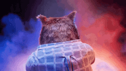 Carl Bear Surprise Covers Eye Candy GIF