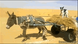 Carriage Donkey With Dogs GIF
