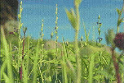 Cartoon Ant Standing In Grass GIF