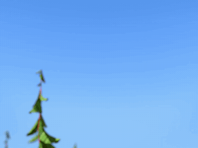 Cartoon Bear With Green Leaf GIF