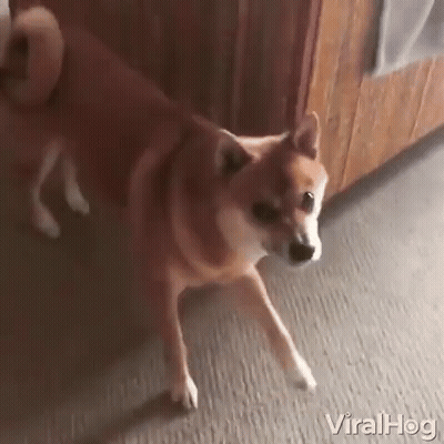Cartoon Bear With Pink Hearts Says Can't Wait!!! GIF