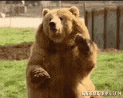 Cartoon Bear With Word CN GIF